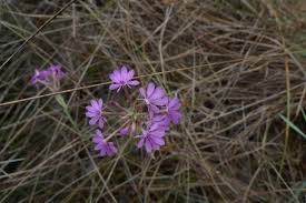 Image result for Polygala usafuensis