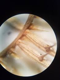 Image result for Ctenium