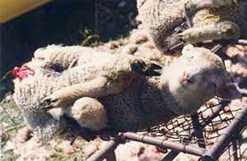 We did not find results for: Wolle Und Vegane Alternativen Darum Verzichte Ich Auf Wolle