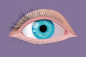 Check spelling or type a new query. Bagian Mata Fungsi Dan Langkah Menjaga Kesehatan Organ Mata Semua Halaman Kids