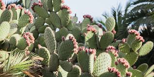 Image result for Cactaceae
