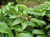 Image result for Parquetina calophylla