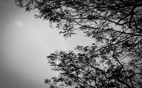 Depuis quelques temps (et je. Fonds D Ecran Nature Fonds D Ecran Noir Et Blanc Lune Par T1nytr0n Hebus Com