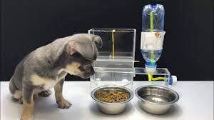 Diy Puppy Dog Food Dispenser From Cardboard At Home Youtube Dog Food Recipes Diy Dog Stuff Diy Cat Food