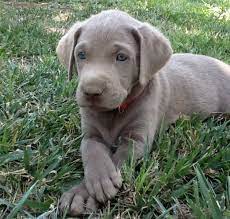 Leona Valley Silver Labs Puppy Pictures Lab Puppies Silver Lab Puppies