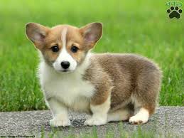 Check spelling or type a new query. Corgi For Adoption Near Me Petsidi