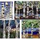 Stained Glass Mosaic - Birches