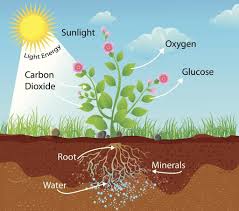 لماذا تحتاج النباتات إلى غاز ثاني أكسيد الكربون أنا أصدق العلم