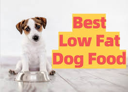 Low fat dog food recipes. The 11 Best Low Fat Dog Foods Top Rated Picks 2021 American Bully Daily