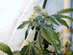 The wedding cake strain is also used to help with the symptoms of neurological conditions such as lou gehrig's disease. Taking A Second Helping Of Wedding Cake From Seed Junky Genetics 420 Grower