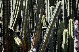 I am _ (tall) my sister. Tall Skinny Cactus Free Stock Photo Public Domain Pictures