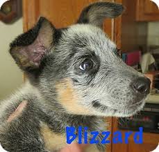 An indiana police officer rescued a litter of seven puppies from a dumpster in freezing weather by wrapping them in his coat. Fort Wayne In Blue Heeler Meet Blizzard A Puppy For Adoption Heeler Puppies Blue Heeler Blue Heeler Puppies