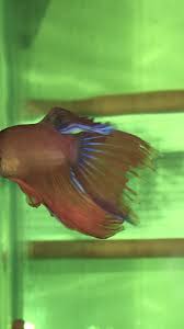 Within Two Hours My Betta Lost A Chunk Of His Tail My Aquarium Club