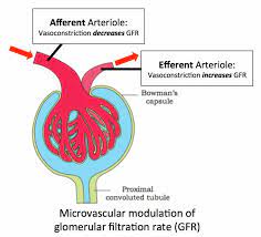 This Image Shows How Vasoconstriction Of The Afferent And Efferent Arterioles Affect Gfr Va Vasoconstriction Medical School Studying Family Nurse Practitioner
