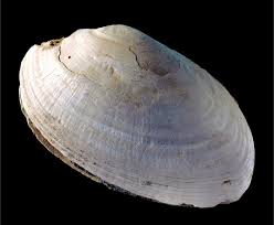 If you want to request a paper copy of these disclosures you can call shell credit card at and we will mail them to you at no charge. Zigzags On A Shell From Java Are The Oldest Human Engravings Science Smithsonian Magazine