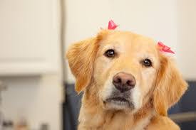 After so many animals were abandoned following hurricane katrina in new orleans and hurricane charley in southwest florida, disaster preparedness officials have stepped up measures to help pets and to encourage owners to plan ahead in case a. K 9 Perfection Fur Studio Naples Fl