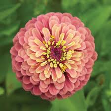 Check spelling or type a new query. Queen Red Lime Zinnia Seed Johnny S Selected Seeds Zinnias Shade Garden Design Zinnia Garden
