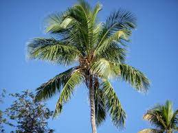 Sundarbans was designated a ramsar site on may 21, 1992. Coconut Tree And Palm Tree Novocom Top