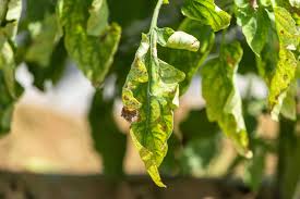 Image result for tomato seedling early blight