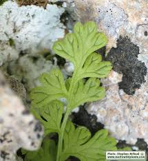 Image result for Anogramma leptophylla