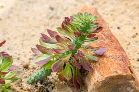 Image result for Monadenium lugardiae