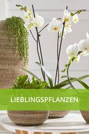 Lieblingspflanzen Pflanzen Pflanzen Online Bestellen Einblatt