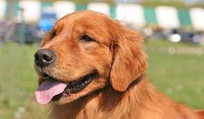 Visit our puppy gallery for previous litter images. Dark Red Golden Retriever Puppies For Sale Cute Puppies Golden Retriever Red Golden Retriever Puppy Golden Retriever Funny