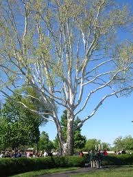 The bark of the american sycamore tree shows the process of exfoliation or shedding its bark, more openly than any other tree. Another Great Tree Is The Sycamore At Keeneland Beautiful Sycamore Tree Tree Forest Tree