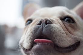 One of our favorite thing about pieds is that they all come with their own unique pattern and design and there are no two just alike. What Should I Feed My French Bulldog Puppy What The Frenchie