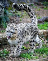 Pin By Anita Dufnr On Raubkatzen In 2020 Animals Beautiful Wild Cats Animals Wild