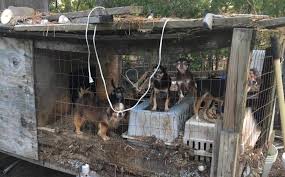 He is house trained but has a hard time. Charlotte Spca Issues Urgent Please For Donations After Illegal Puppy Mill Discovered Charlotte Stories