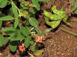 Image result for Indigofera rhytidocarpa