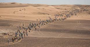 Sable western hognose for sale in the united states. The Race Story 35eme Marathon Des Sables Site Officiel