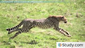 Predator Prey Interactions Camouflage Mimicry Warning Coloration Video Lesson Transcript Study Com How to use predator in a sentence. predator prey interactions camouflage mimicry warning coloration video