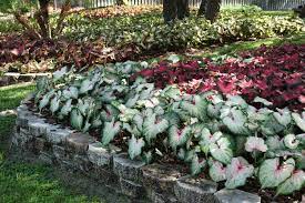 May 11, 2020 · usda zone: 20 Tough Plants That Like Full Sun And Heat Proven Winners