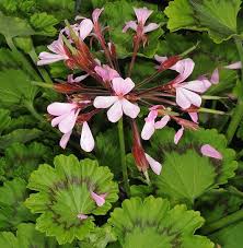 Image result for Pelargonium