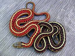 Hypo Variation Of Coast Garter Snake Snake Beautiful Snakes Pretty Snakes