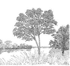 Image result for Homalium abdessammadii