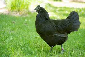Stand in view of your flock, holding their favorite treats in your hand at their eye level. 7 Things To Train Chickens To Do The Pioneer Chicks