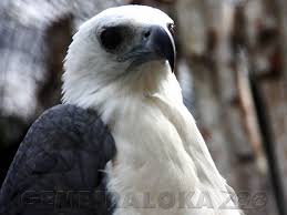 Nah, disini anda bisa melihat langsung gambar burung yang populer di sosial media. Gembira Loka Zoo