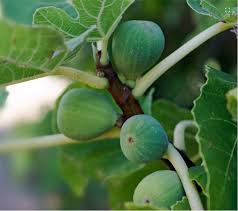 Image result for Ficus wakefieldii