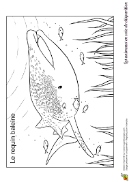 coloriage animaux en danger requin baleine page de pirate