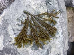 Image result for Platostoma strictum