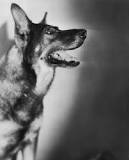 Rin Tin Tin – Wikipedia