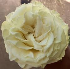 Choose from a wide selection of fresh cut wholesale flowers for your event and wedding decorations. Love And Flowers Floral Wholesale Home Facebook