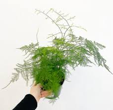 Image result for Asparagus pendulus