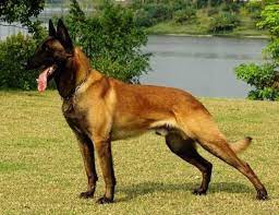 Los malinois son mudan de pelo pesadamente dos veces al año. Pastor Belga Malinois Pastor Belga Malinois Perro Malinois Belga