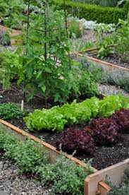 Kitchen Garden Update 2 Plants Raised Garden Veggie Garden