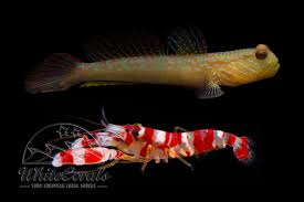 Image result for Grammitis cryptophlebia