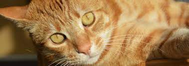 American shorthair orange and white. American Shorthair Cat Breed Facts And Personality Traits Hill S Pet